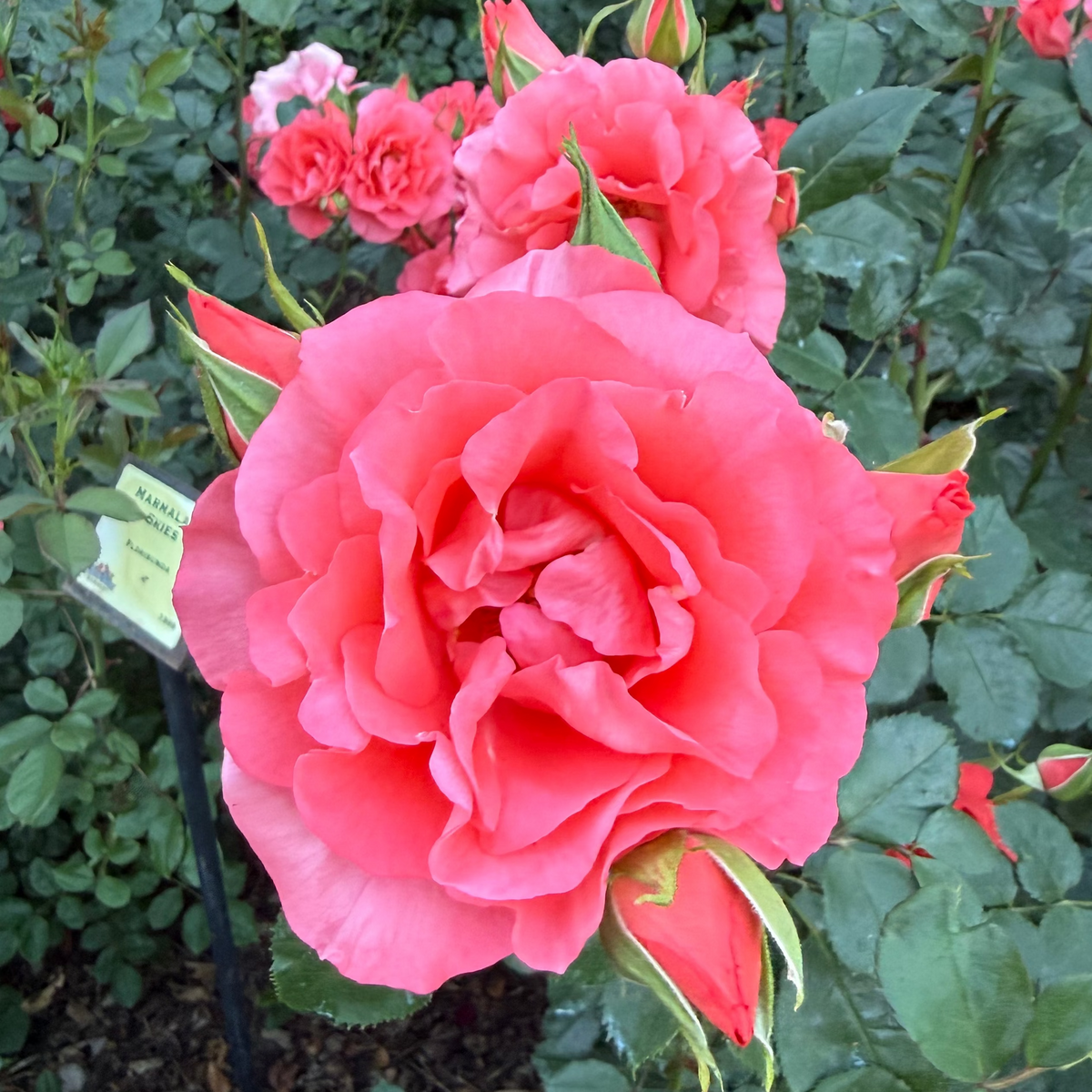 Rose - Marmalade Skies