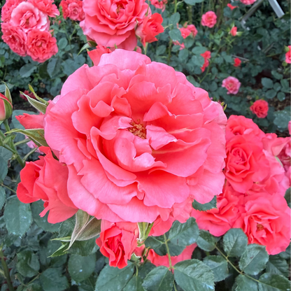 Rose - Marmalade Skies