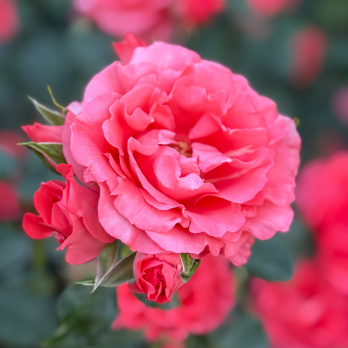 Rose - Marmalade Skies