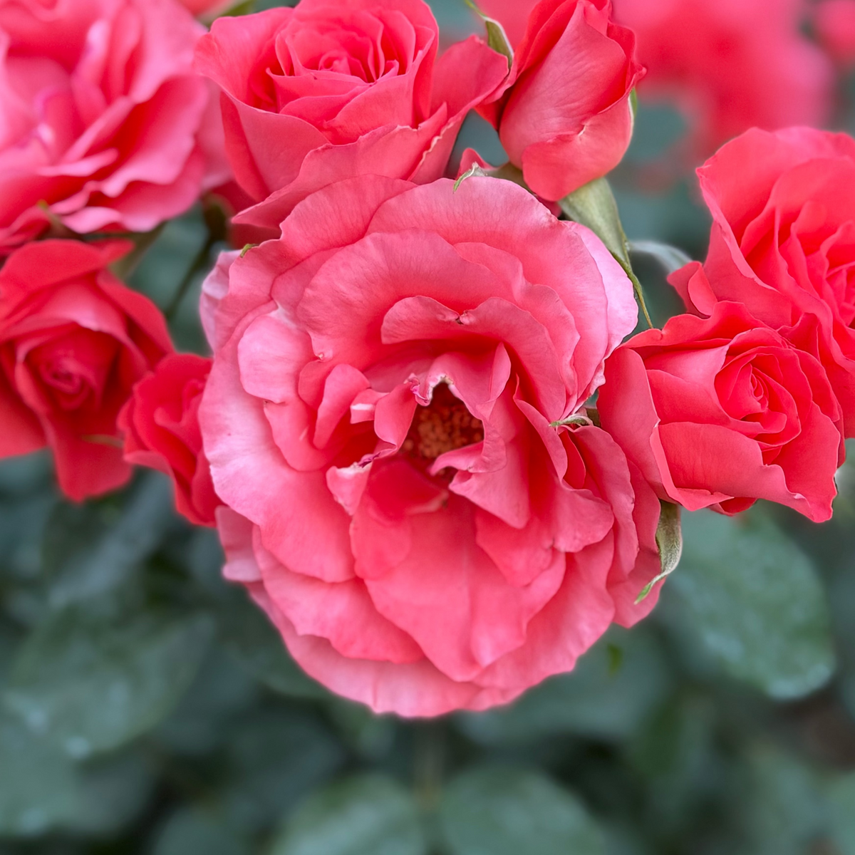 Rose - Marmalade Skies