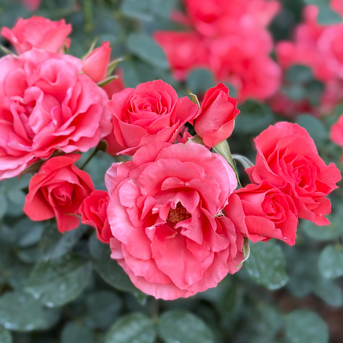 Rose - Marmalade Skies