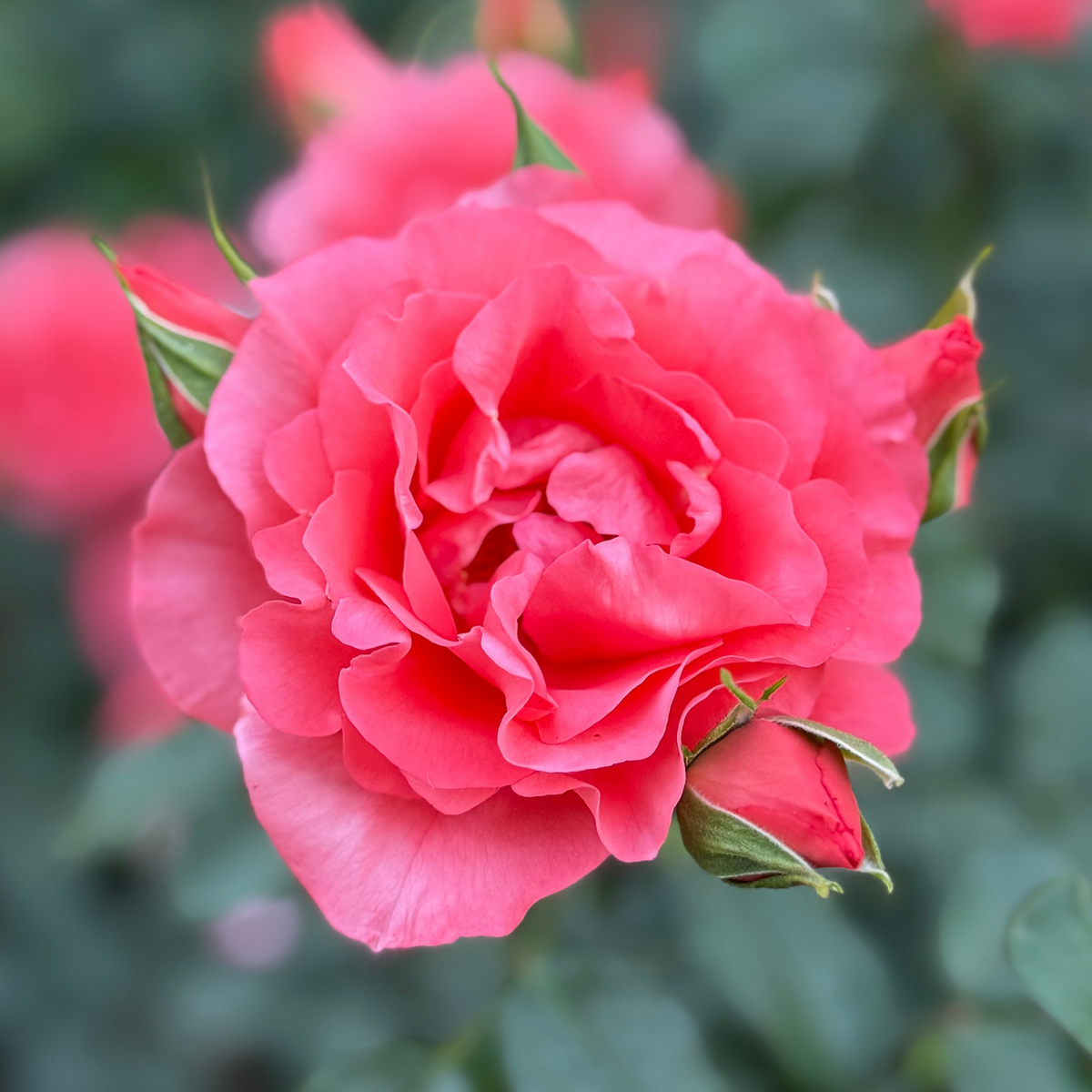 Rose - Marmalade Skies