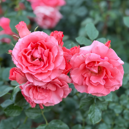 Rose - Marmalade Skies
