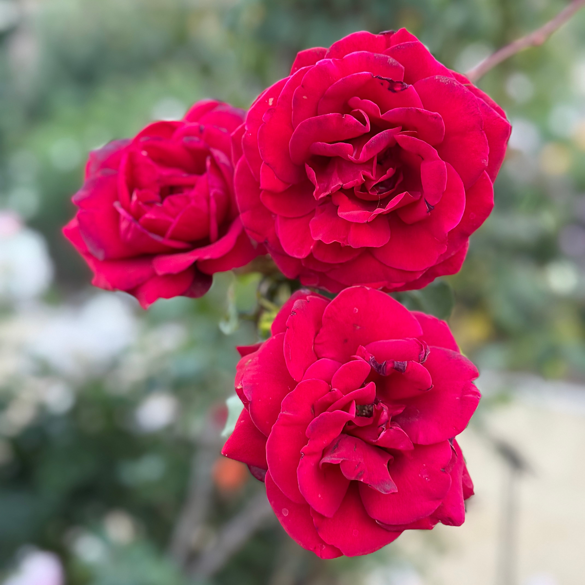 Rose - Don Juan