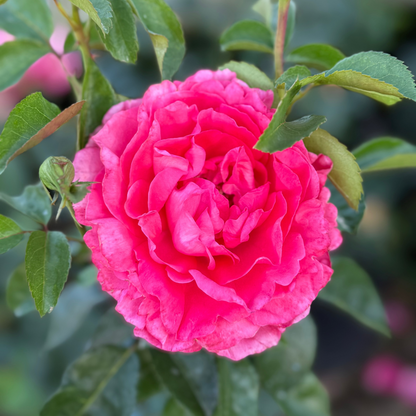 Rose - Eleganza Fiji