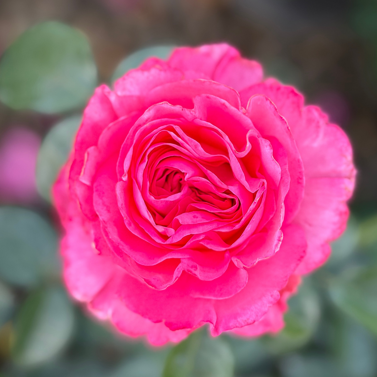 Rose - Eleganza Fiji