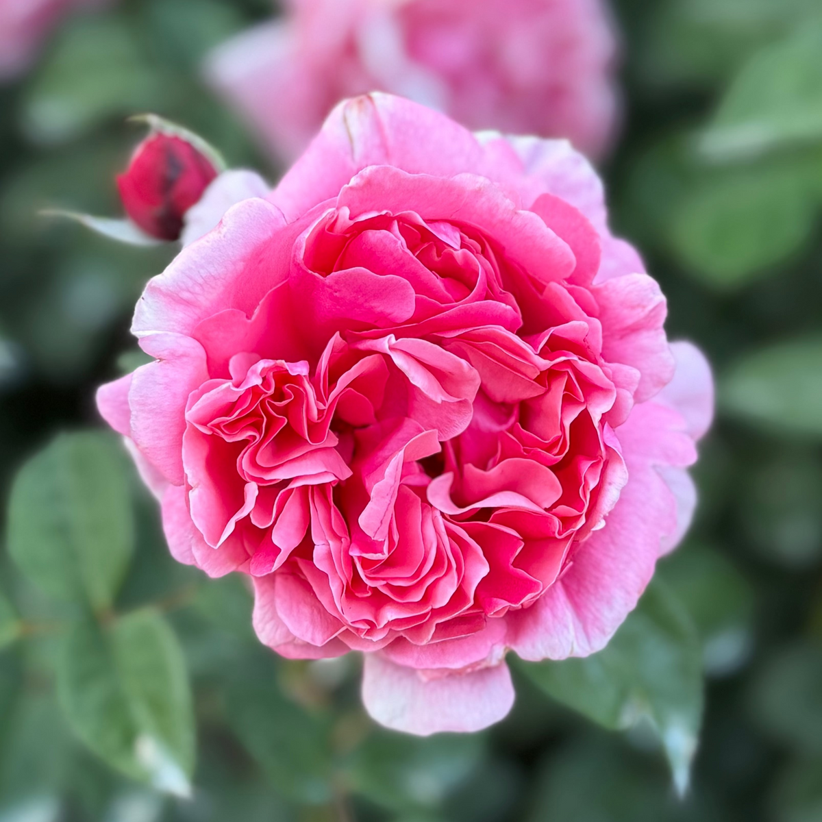 Rose - Dee-Lish