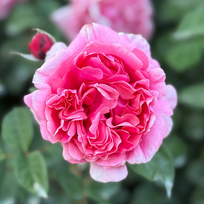 Rose - Dee-Lish