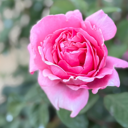Rose - Dee-Lish