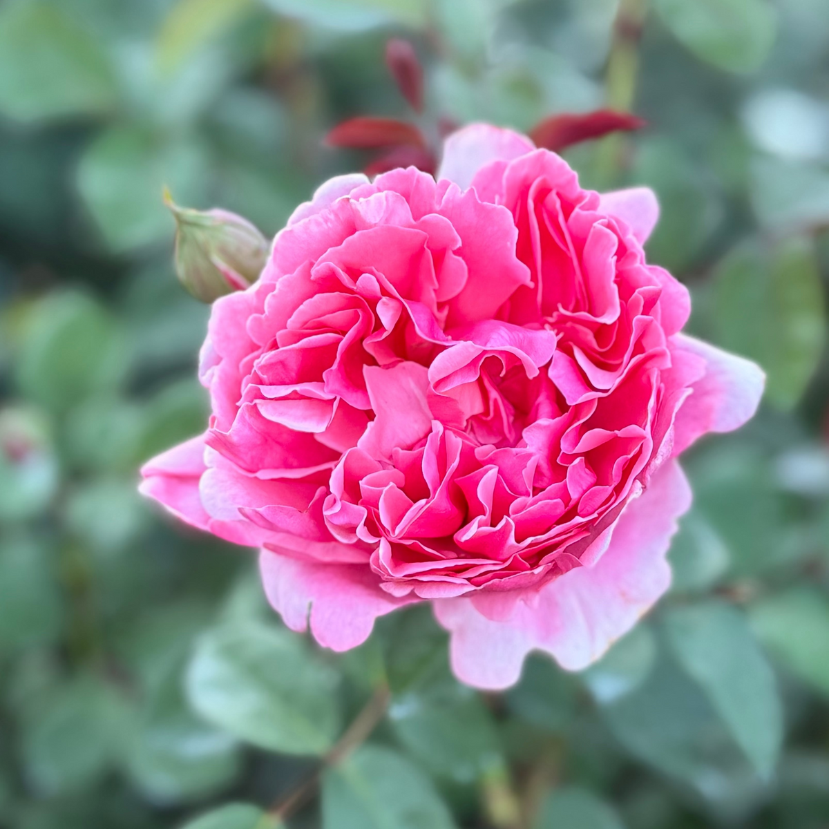 Rose - Dee-Lish