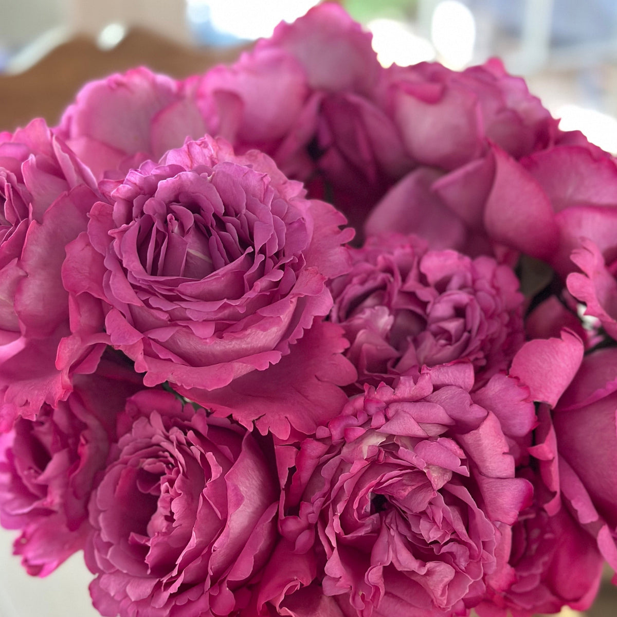 Rose - Yves Piaget
