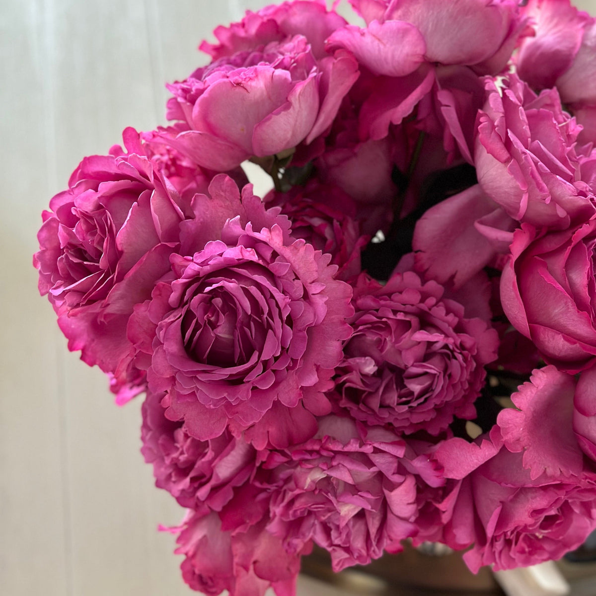 Rose - Yves Piaget