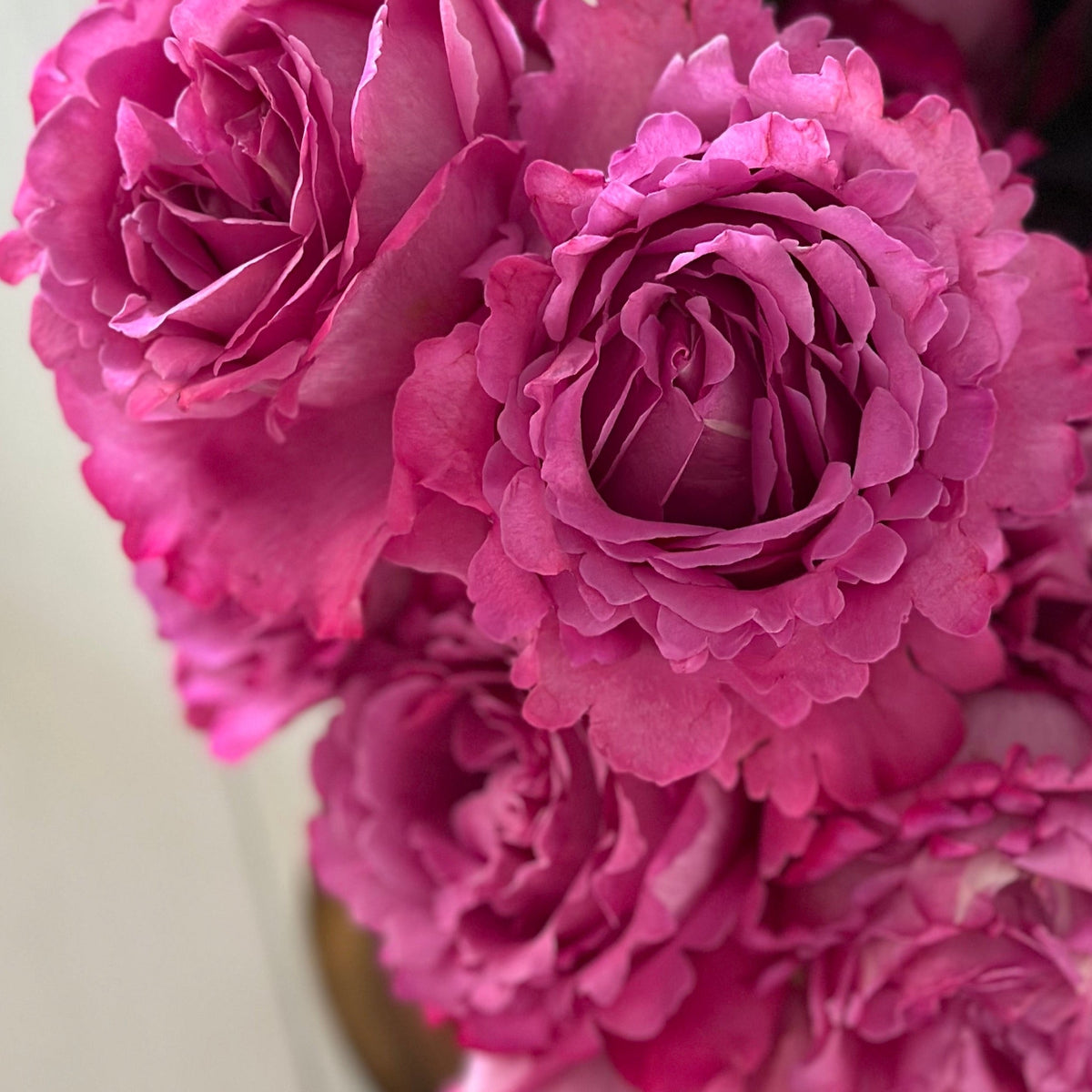 Rose - Yves Piaget