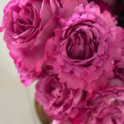 Rose - Yves Piaget