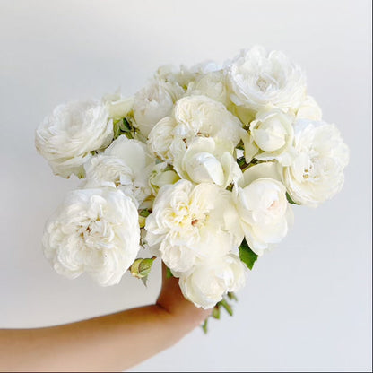 Rose - Bolero