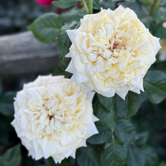Rose - Lemontini