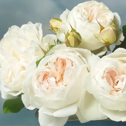 Rose - Royal Viking