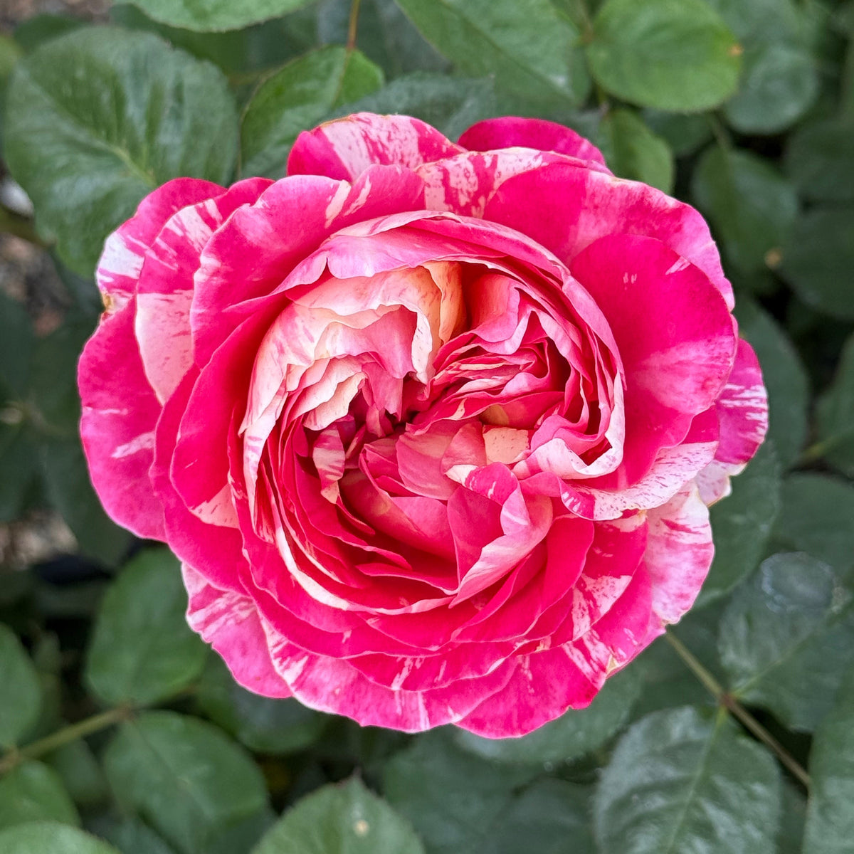 Rose - Winning Streak