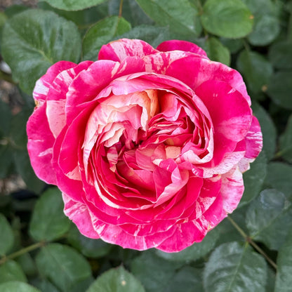 Rose - Winning Streak
