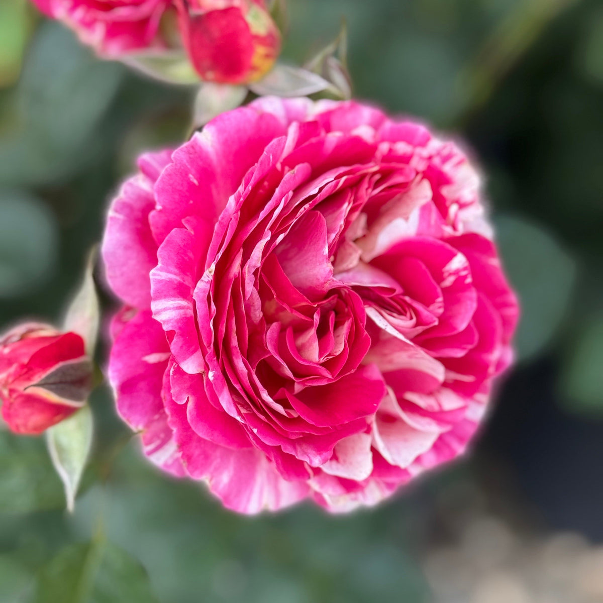 Rose - Winning Streak
