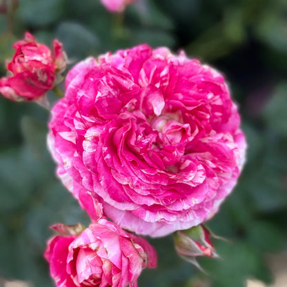 Rose - Winning Streak