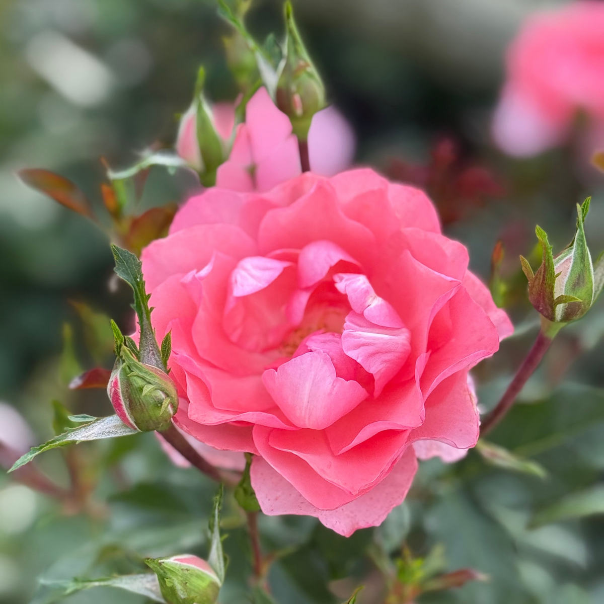 Rose - Passionate Kisses