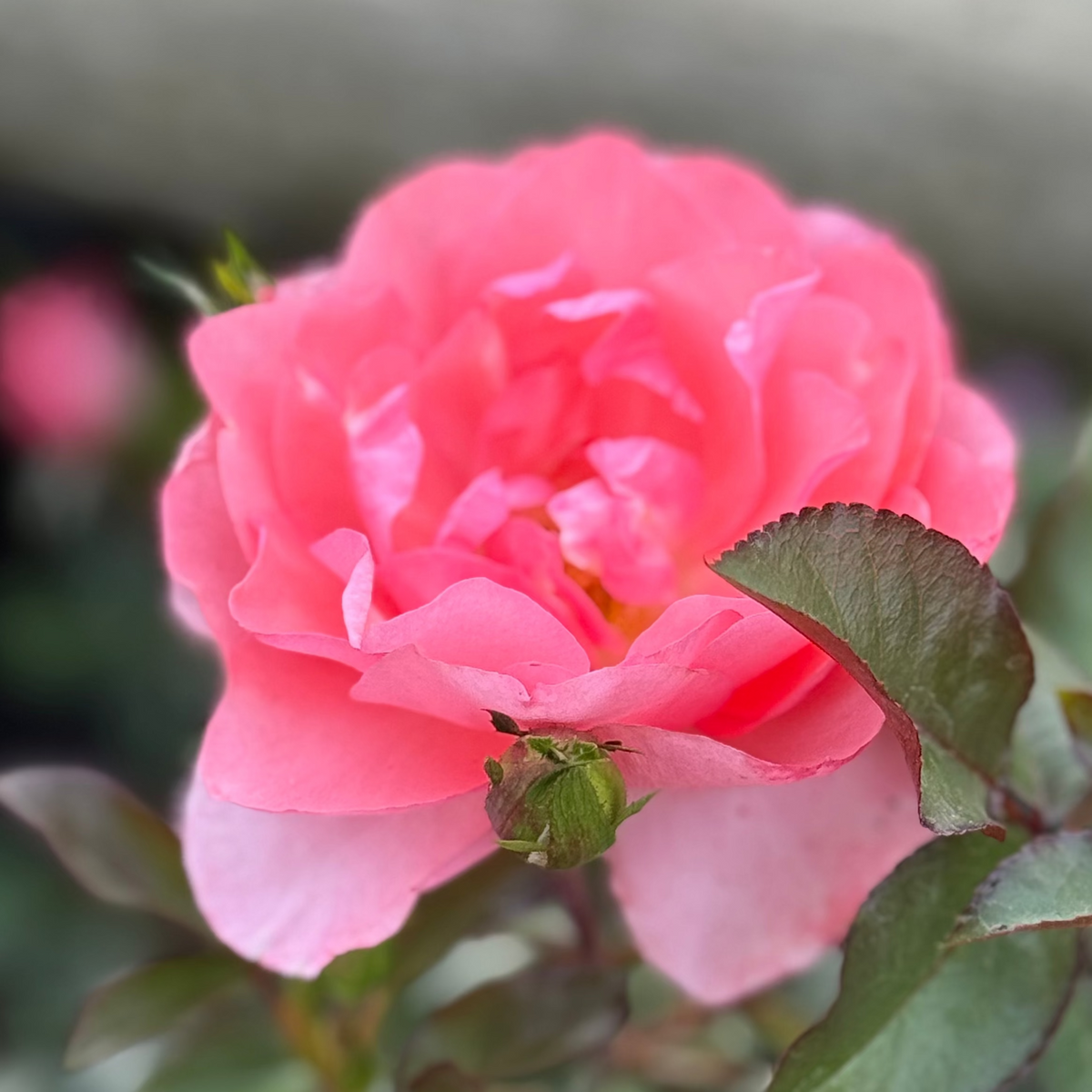 Rose - Passionate Kisses