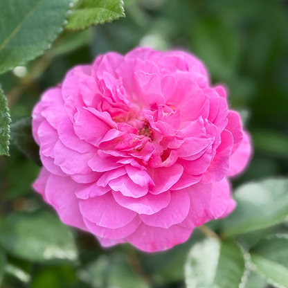 Rose - Orchid Romance