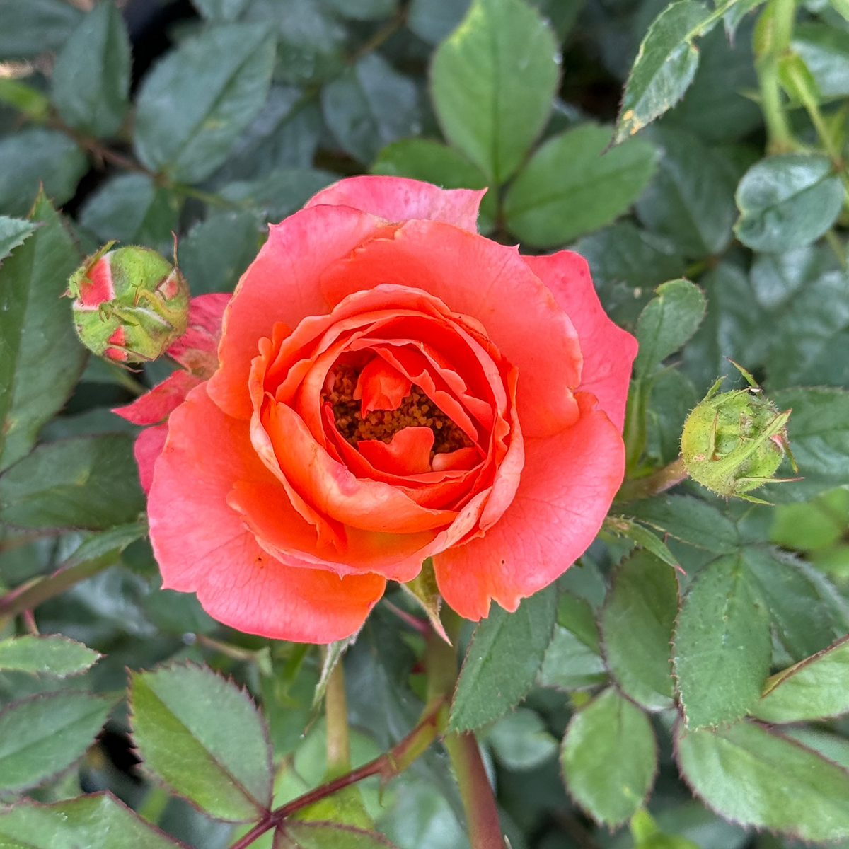 Rose - Francis Meilland