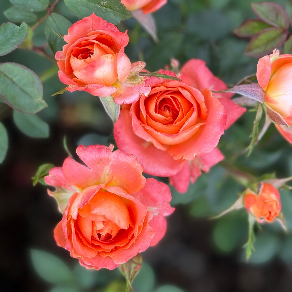 Rose - Francis Meilland
