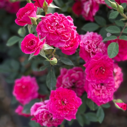 Rose - Sunblaze Dragon Fruit