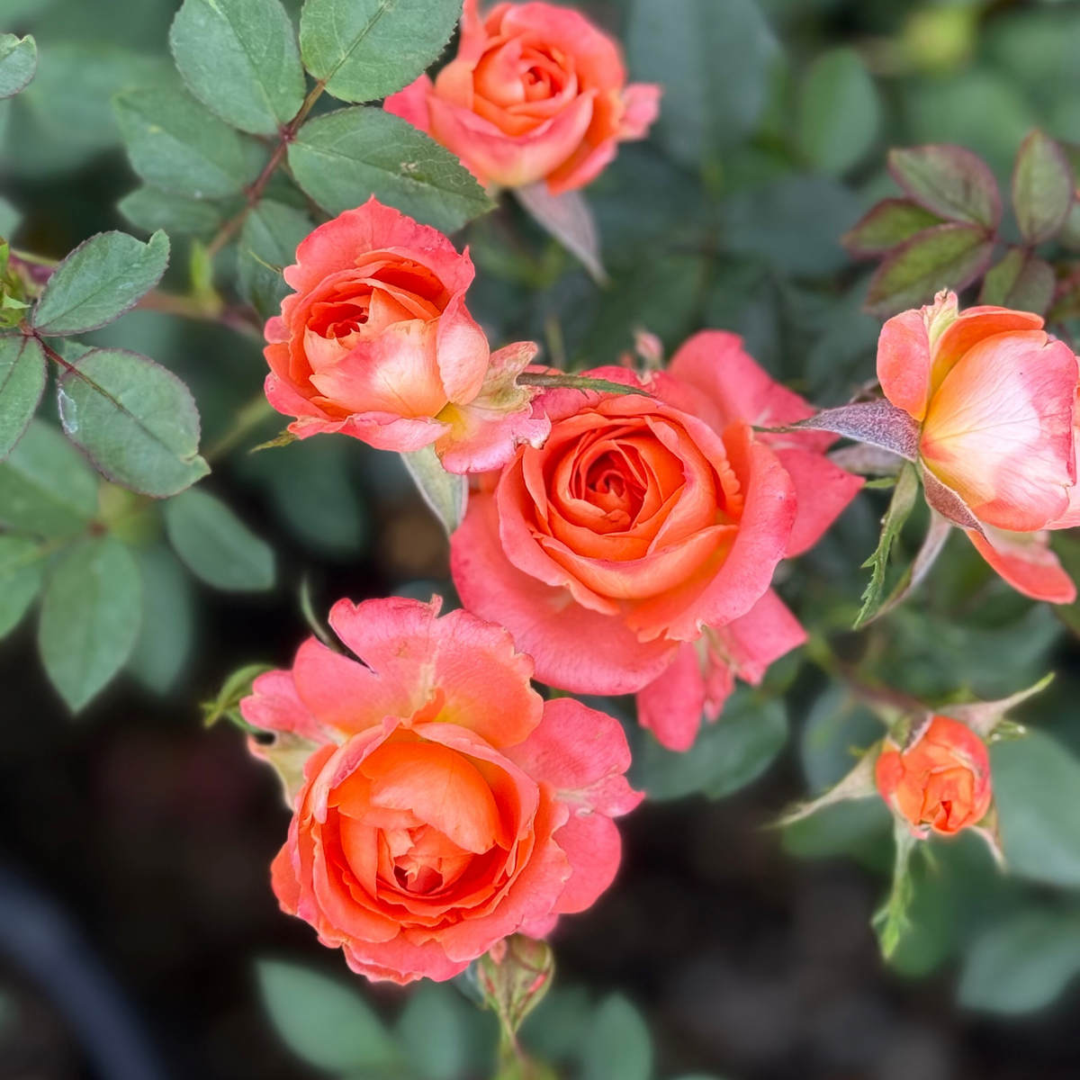 Rose - Francis Meilland