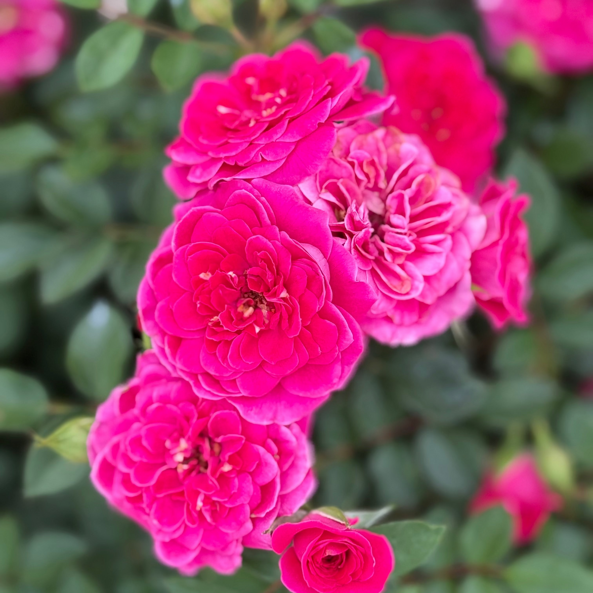 Rose - Sunblaze Dragon Fruit