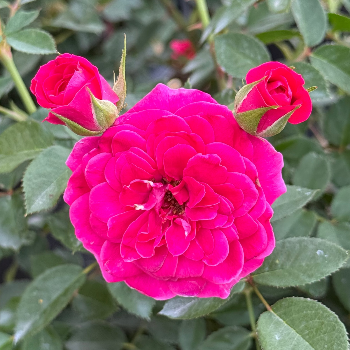 Rose - Sunblaze Dragon Fruit