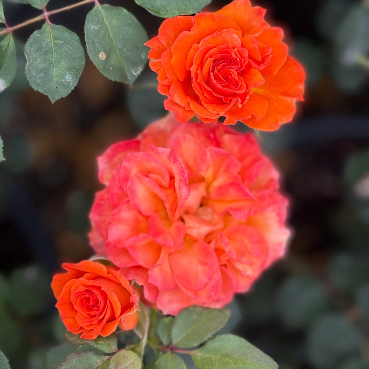 Rose - Gingersnap