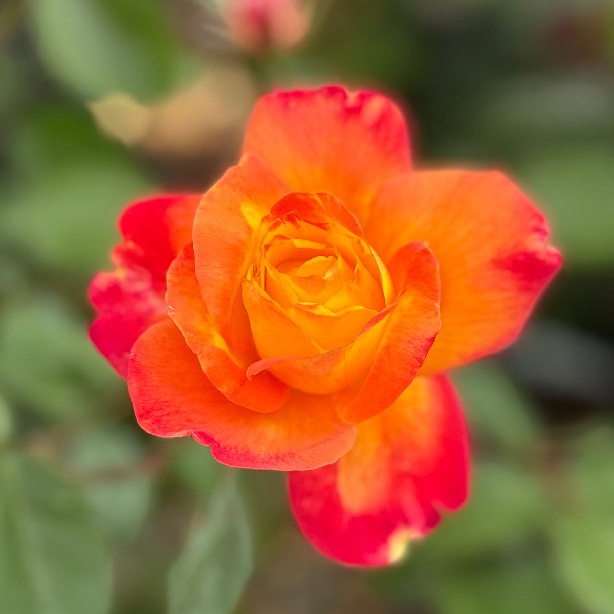 Rose - Sunbelt Garden Flame