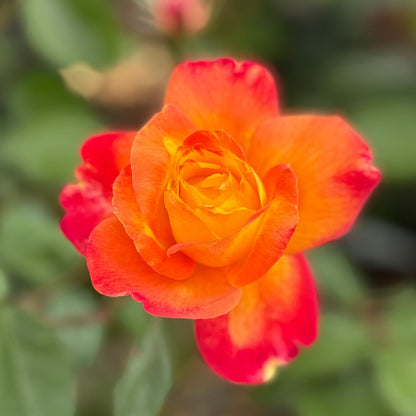 Rose - Sunbelt Garden Flame