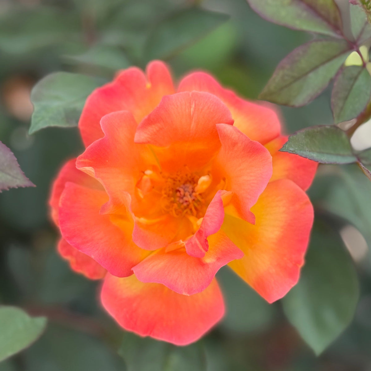 Rose - Sunbelt Garden Flame