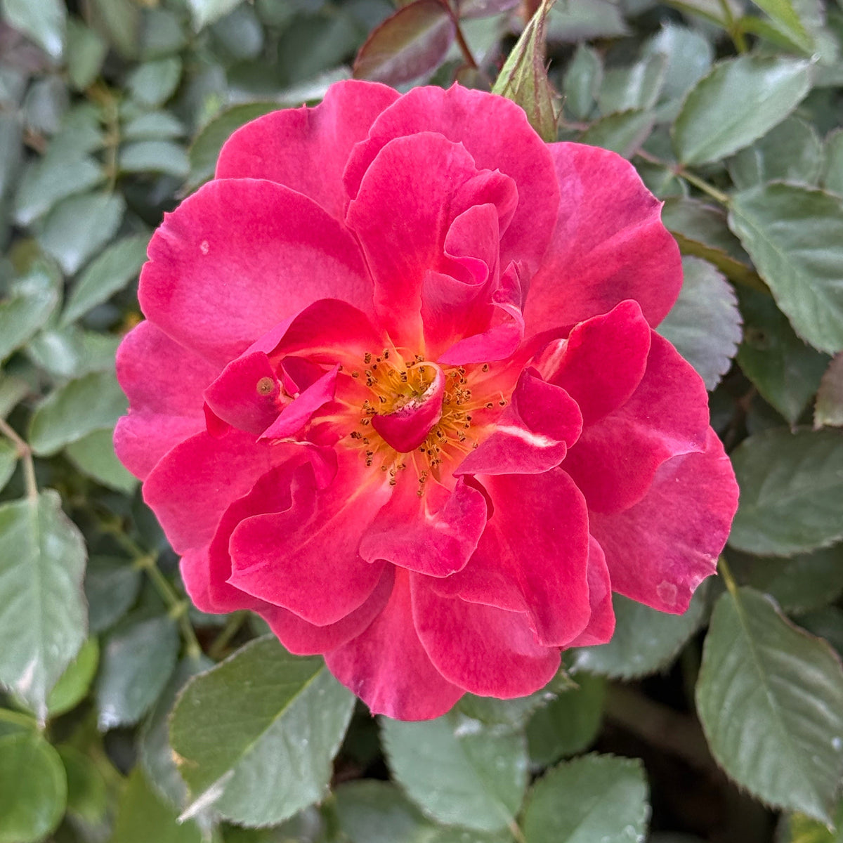 Rose - Cinco de Mayo