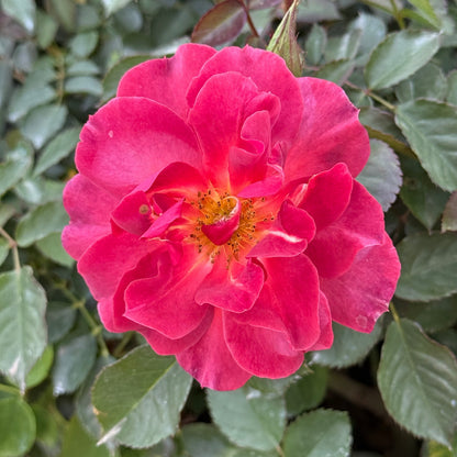 Rose - Cinco de Mayo