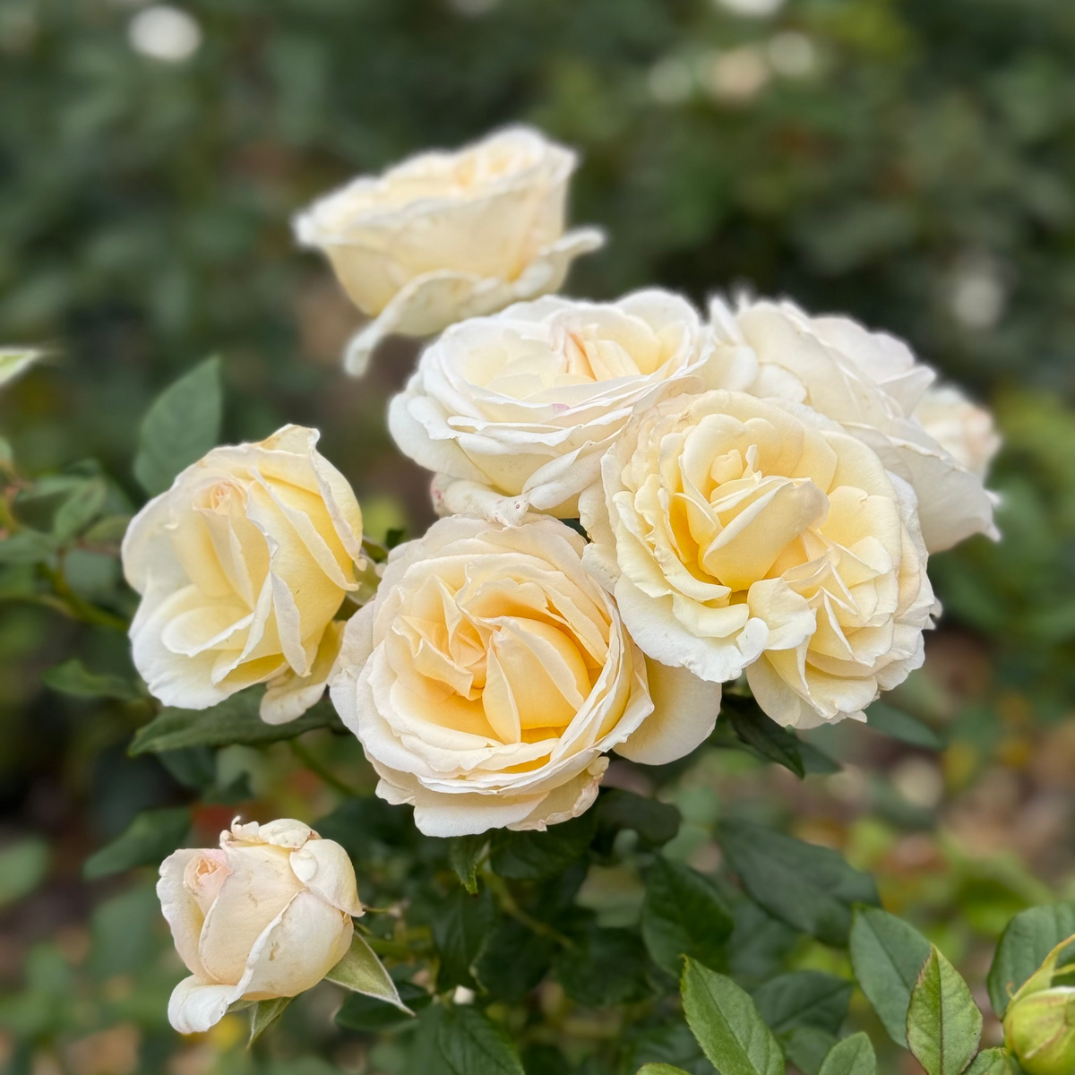 Rose - Top Cream