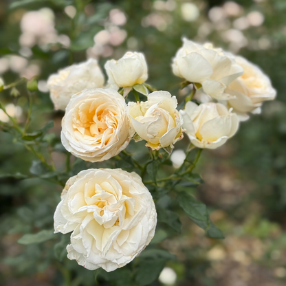 Rose - Top Cream