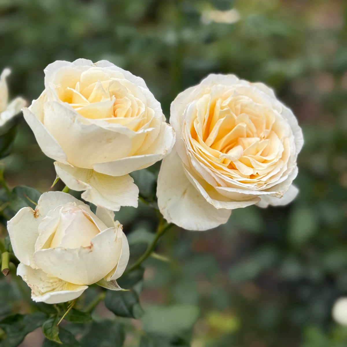 Rose - Top Cream