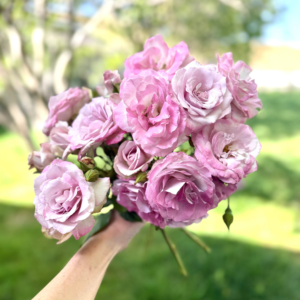 Rose - Nicole Carol Miller