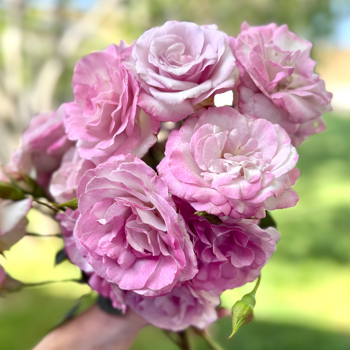 Rose - Nicole Carol Miller