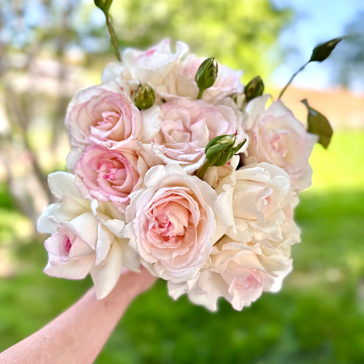 Rose - Secret's Out!
