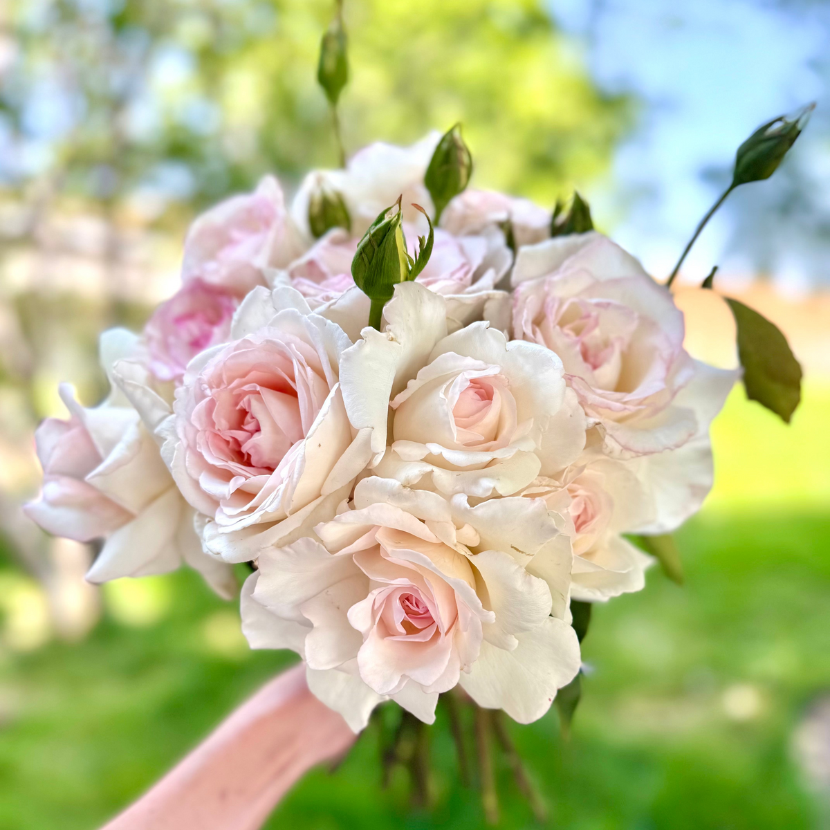 Rose - Secret's Out!