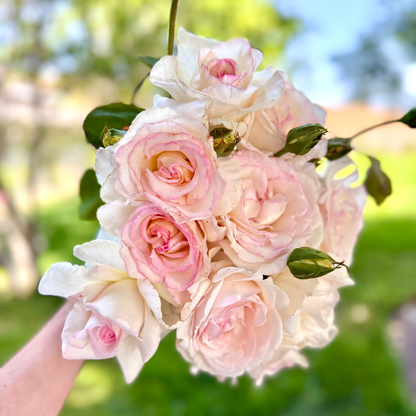 Rose - Secret's Out!