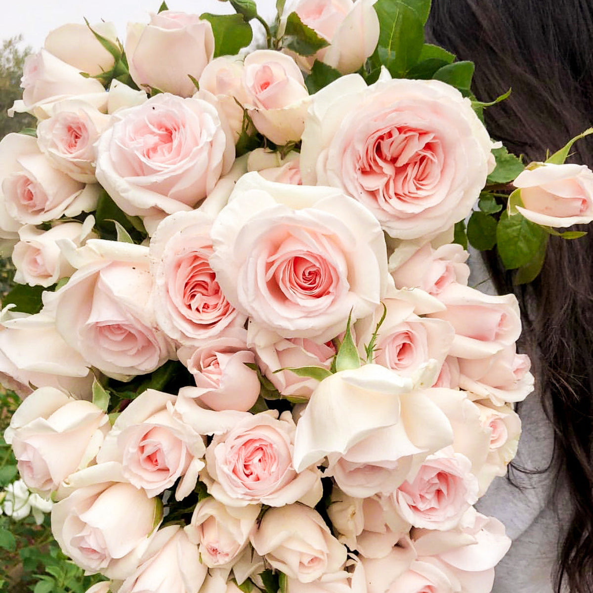 Rose - Francis Meilland