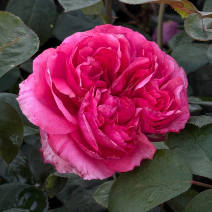 Rose - Loves Me, Loves Me Not